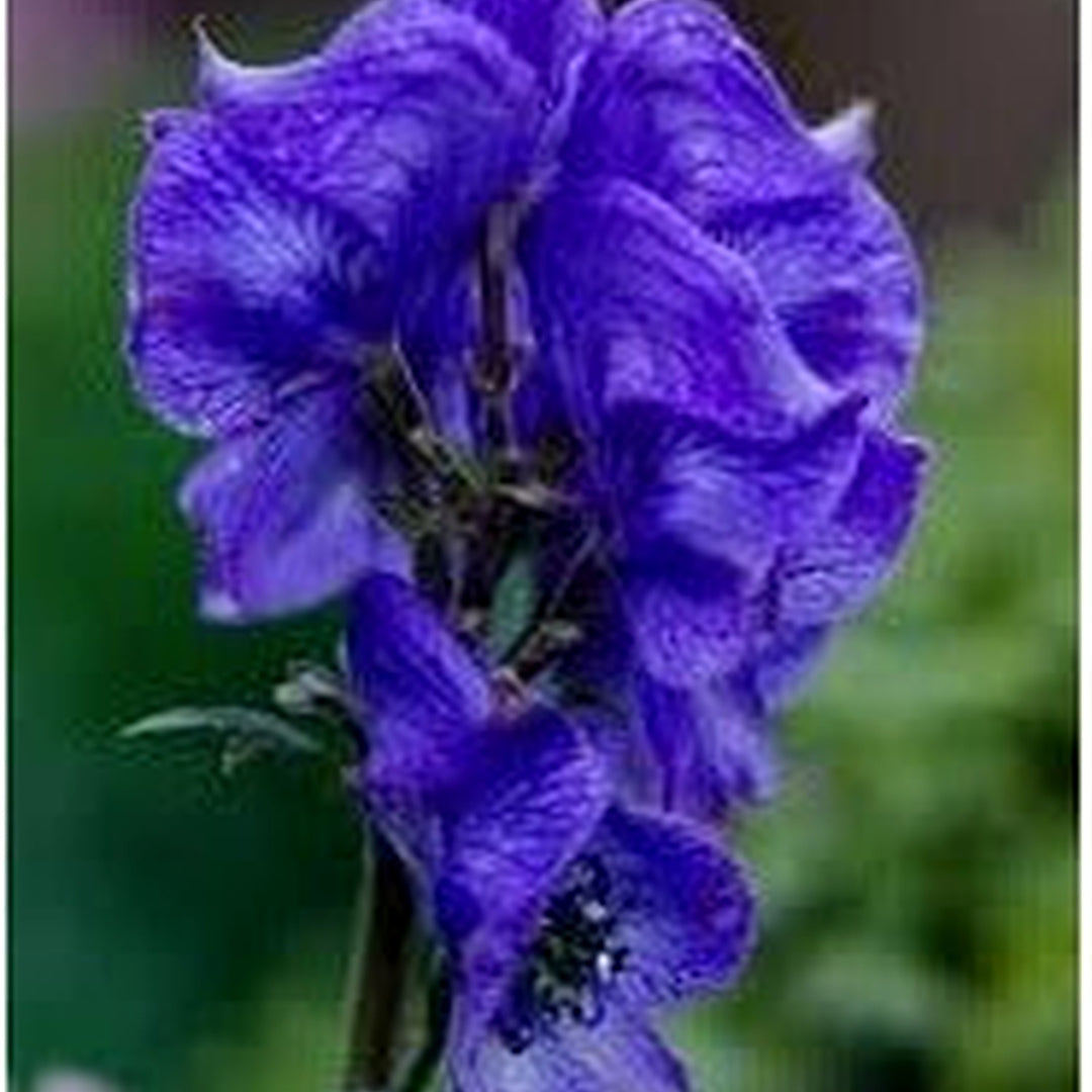 Monkshood Flower Seeds for Planting, 100 pcs [neera-v5-2b1cda06cd5fc2c66cce]