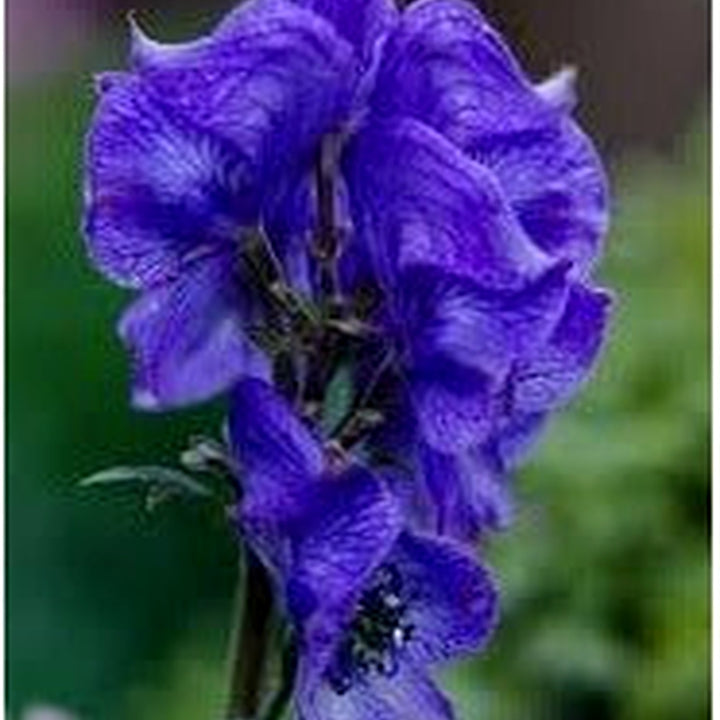 Monkshood Flower Seeds for Planting, 100 pcs [neera-v5-2b1cda06cd5fc2c66cce]