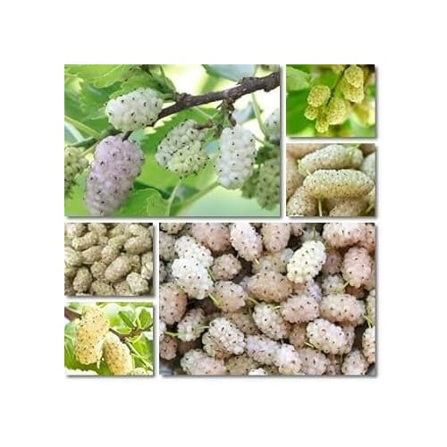 Sweet Watermelon Vine Seeds [neera-v5-2b1e2fc67ecd0b389805]