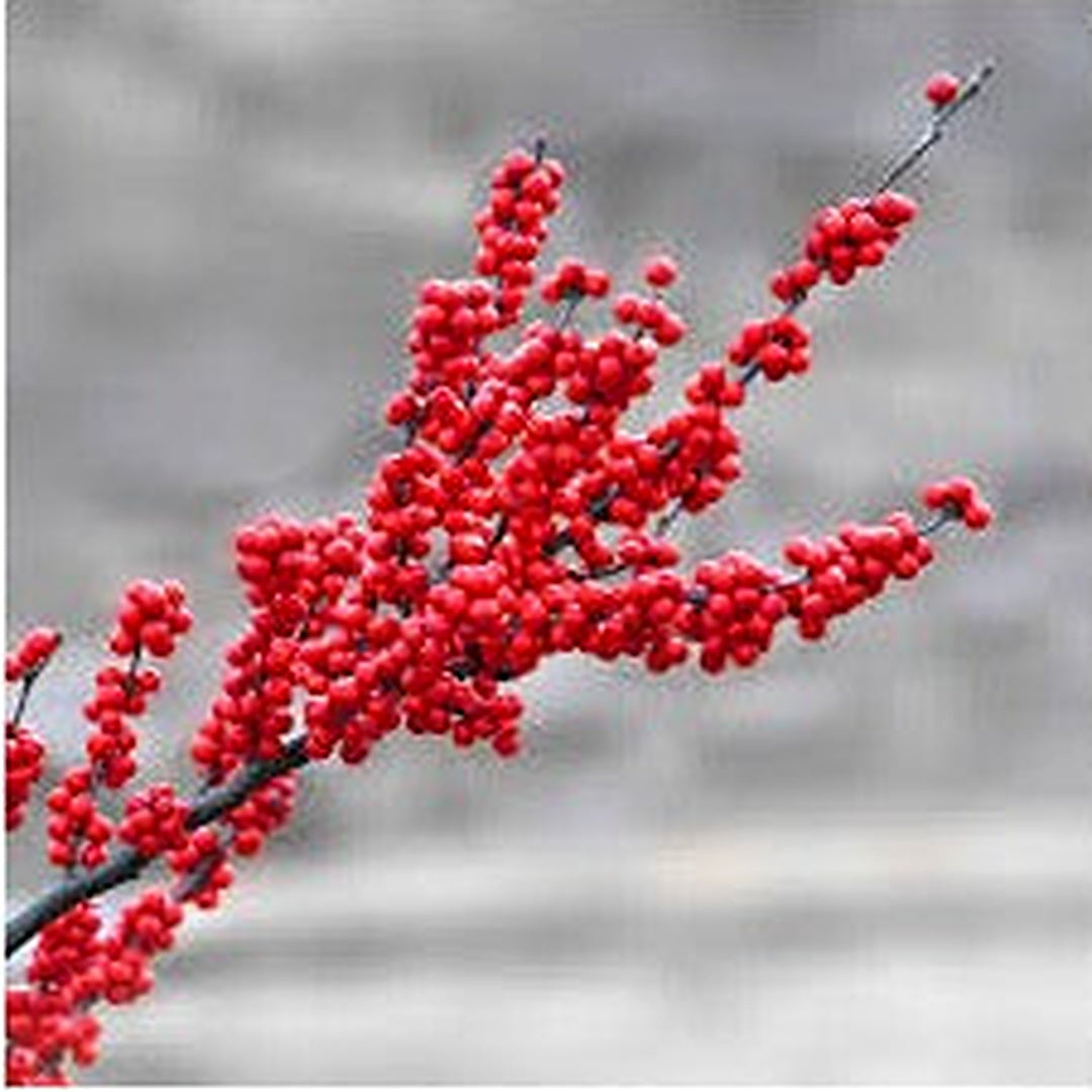 Winterberry Holly Fruit Seeds for Planting [neera-v5-2b22d82554ddf92e700b]