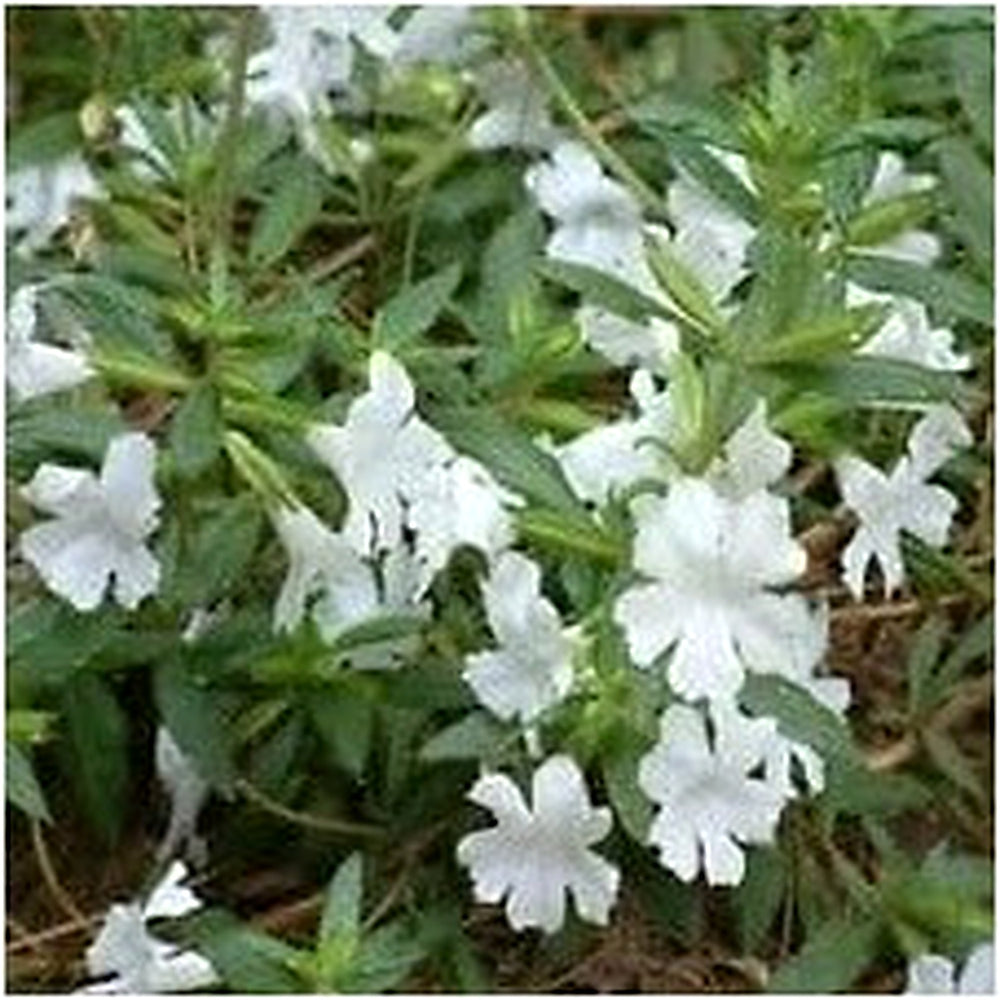 White Mimulus Flower Seeds for Planting [neera-v5-2b343346468e828e4849]