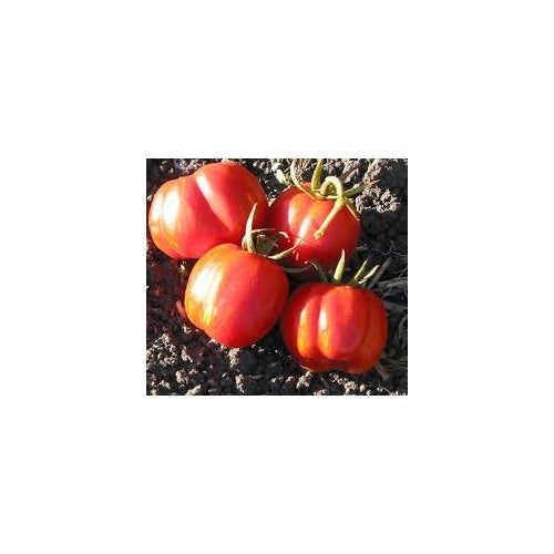 Striped Cavern Tomato Vegetable Seeds for Planting | Heirloom Non-GMO Organic Garden Seeds [neera-v5-2b45b2bf9963c7bb26a4]