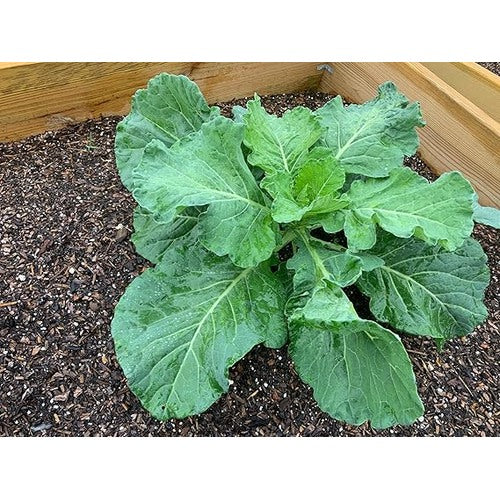 Georgia Collard Greens Seeds [neera-v5-2b4a56fa9f29082a5cc5]