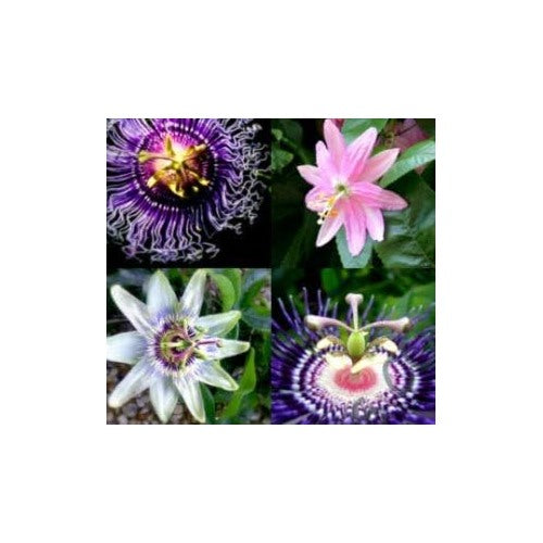 Mixed Color Passion Flower Seeds for Planting [neera-v5-2b537d677c5ccf2512c7]