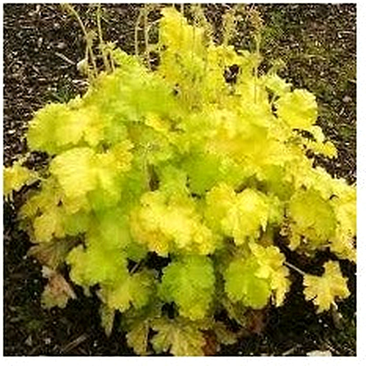 Fresh Heuchera Flower Seeds for Planting [neera-v5-2b578ab0aa75805eaff9]
