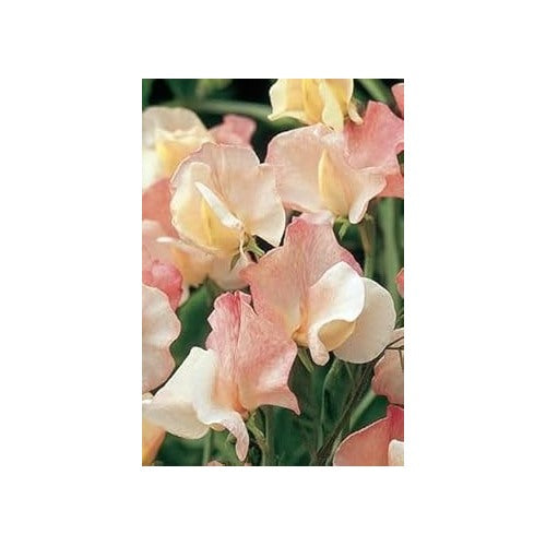 Heirloom Non-GMO Light Pink Sweet Pea Flower Seeds for Planting [neera-v5-2b61bd8c9d09dccf77e2]