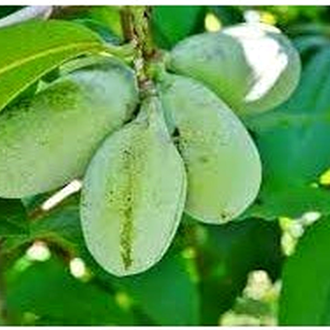 Pawpaw Fruit Seeds for Planting [neera-v5-2b64dc5e49cff086772a]