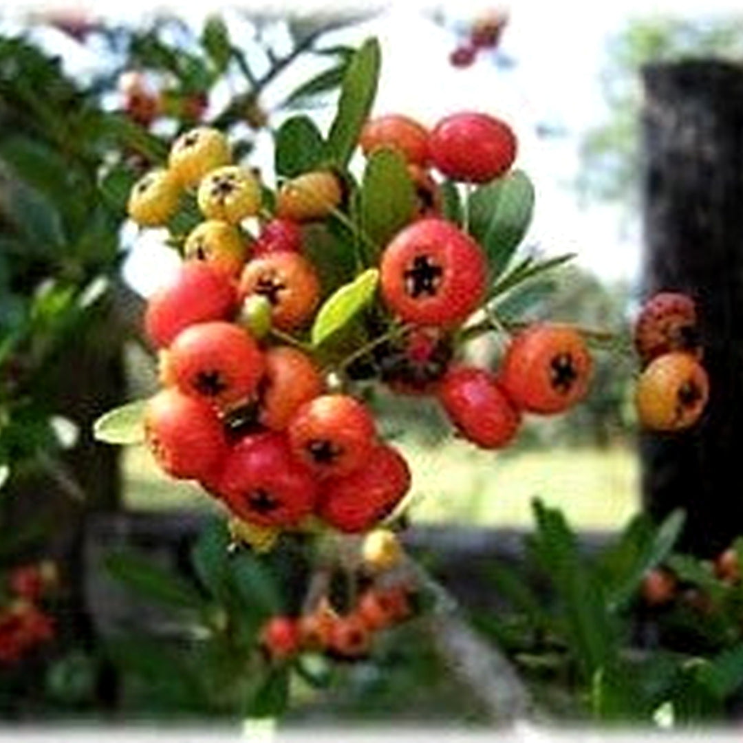 Red Firethorn Fruit Seeds for Planting | Heirloom Non-GMO Organic Seeds for Hardy, Vibrant Garden Berries [neera-v5-2b65fda165c56d964260]