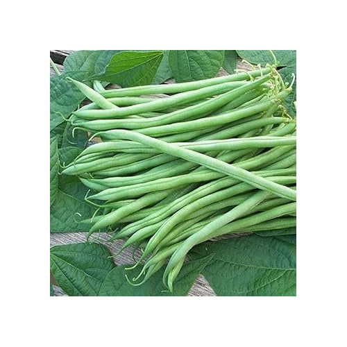 Bean Seeds for Gardening [neera-v5-2b682fb90d19134507c9]