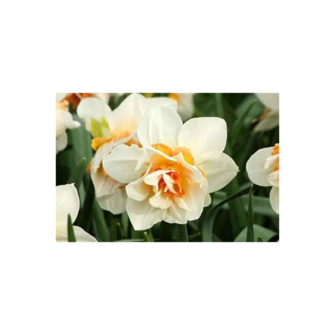Daffodil Narcissus Double Petal Flower For Home And Garden Planting Flower Seeds for Home Garden [neera-v5-2b69aa0e39dcd757d5bb]