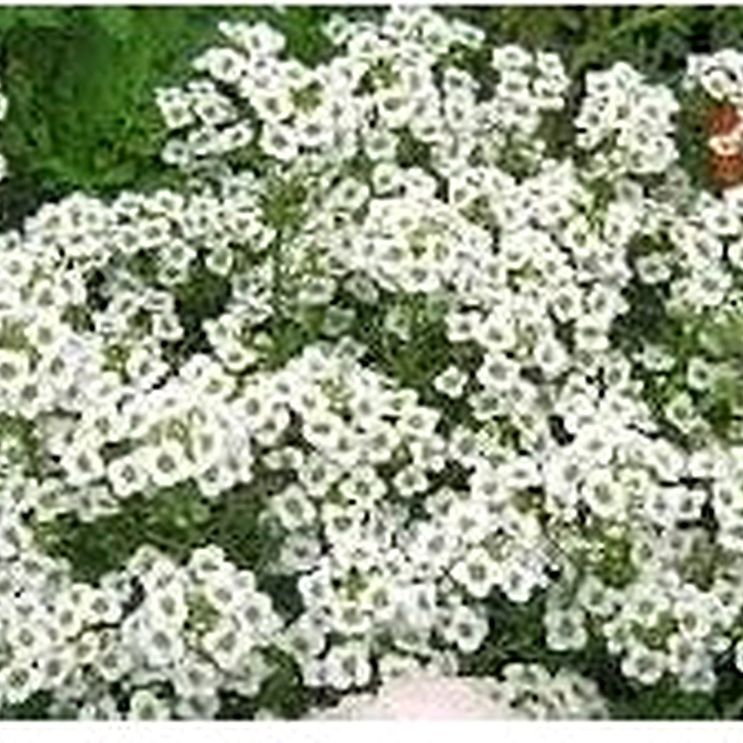 White Pretty Pastel Seeds for Planting [neera-v5-2b6cf681fba06d00d315]