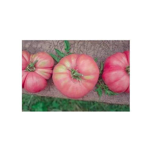 Pink Tomato Seeds for Planting [neera-v5-2b93d7b3a54ff2965ff0]