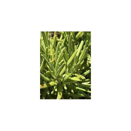 Golden Rain Rosemary Plant Seeds for Planting [neera-v5-2b95a2437c481606e75c]