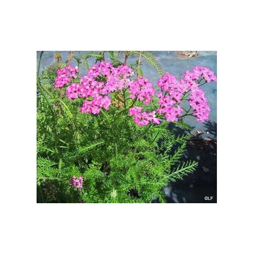 Heirloom Pink Cerise Yarrow Flower Seeds for Planting [neera-v5-2ba18f6ef180334cdb3d]