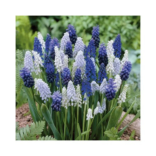 Grape Hyacinth Seeds [neera-v5-2bb67333cc08d67d5029]