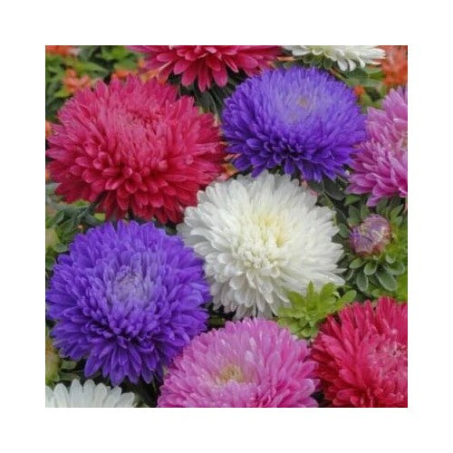 Ostrich Feather Mix Aster Planting Flower Planting Heirloom Non Gmo Flower Seeds Home [neera-v5-2bba8d86ae2df6d93d9e]