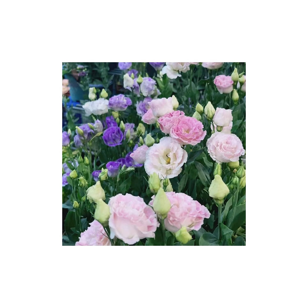 Lisianthus Eustoma Griflorum Mixed Flower For Planting Ideal For Home Garden Beds Cut Flower [neera-v5-2bbf956cd3236651f834]