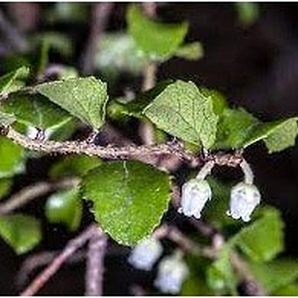 Gaultheria antipoda (Snowberry) Fruit Seeds [neera-v5-2bc2d0b941ef1564f5b4]