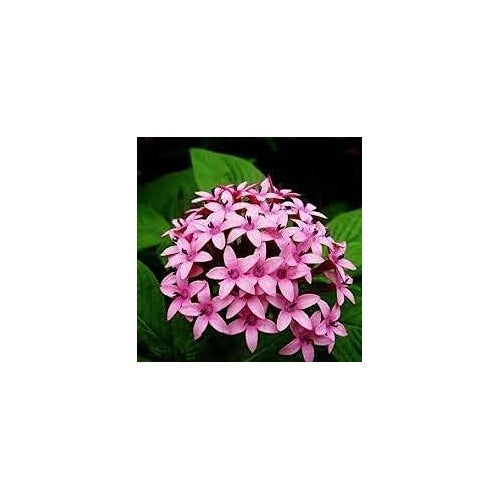 Pentas Lanceolata Planting Seeds [neera-v5-2bc7168d952600eb0198]