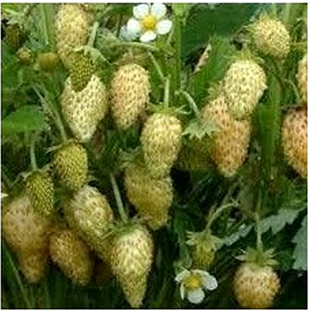 Red Longan Fruit Seeds [neera-v5-2bc7eaee97b2943288eb]
