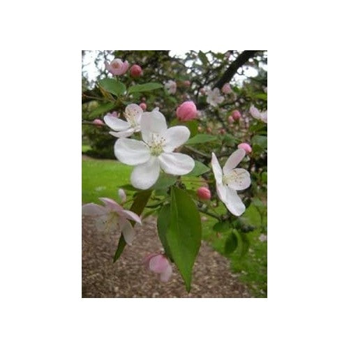 Crabapple White Flower Seeds for Planting [neera-v5-2be9a525221de3563a43]