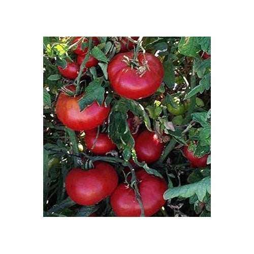 Tomato Vegetable Seeds for Planting [neera-v5-2be9e6be74b0bd863ea9]