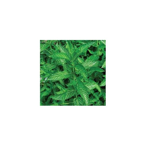 Mint Spearmint Seeds for Planting [neera-v5-2bf88480a1be21fd7976]
