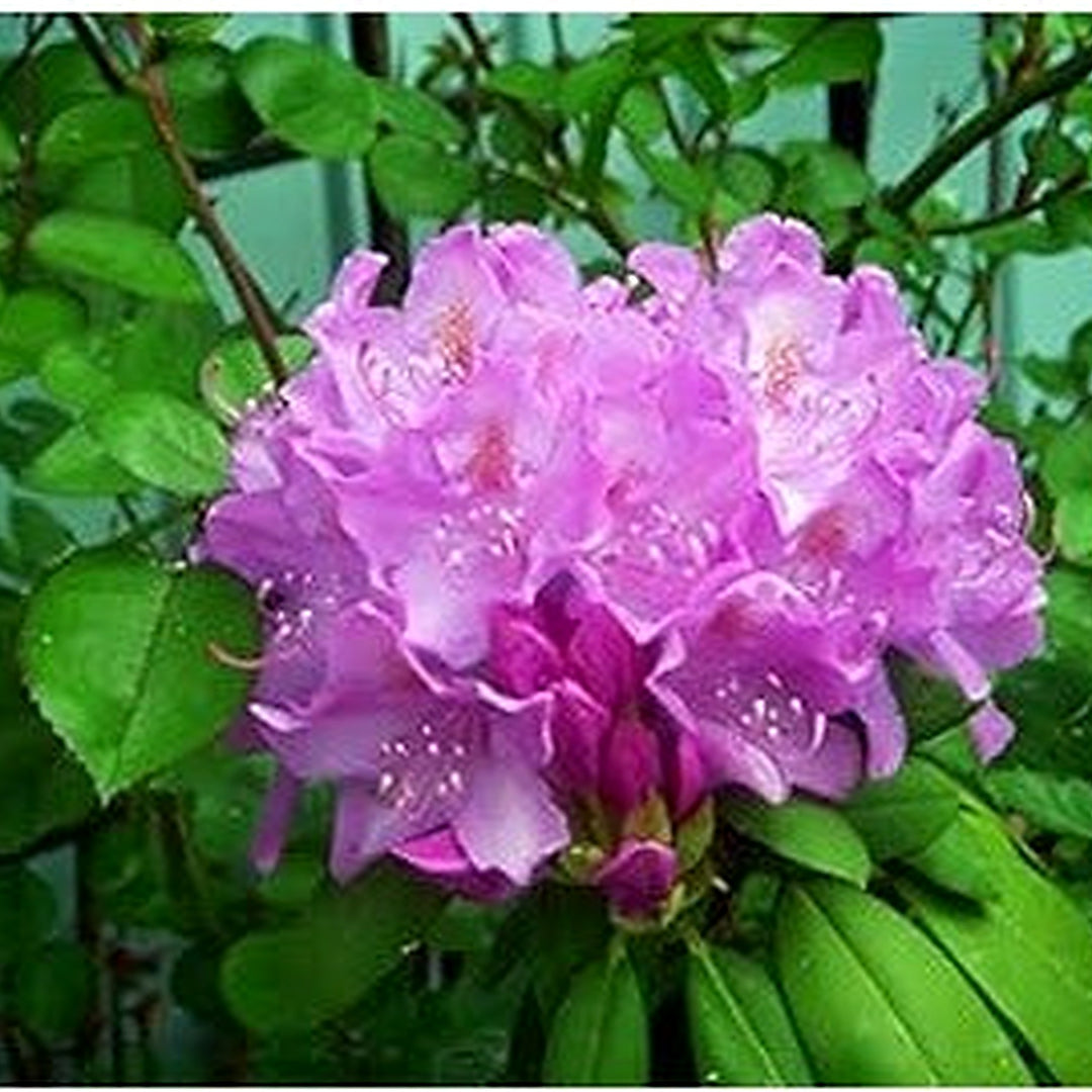 Organic Light Purple Rhododendron Azalea Seeds for Planting [neera-v5-2bfd7284a6cb3552c329]