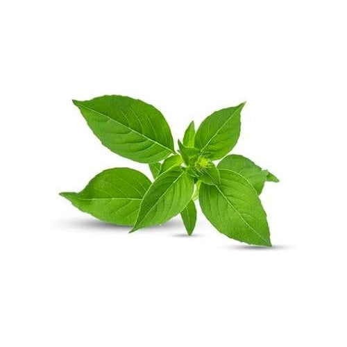 Thai Basil Plant Seeds [neera-v5-2c00004fd1c83a7f007e]