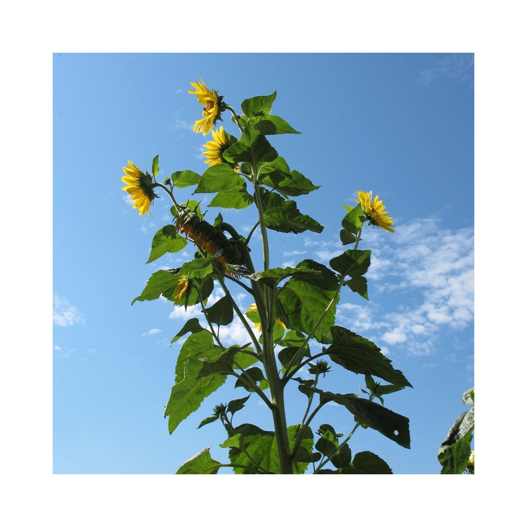 Sunflower Helianthus Annuus Hoch Flower For Planting In Backyard Gardening Or Pollinator Beds [neera-v5-2c024a86f93777b743ba]