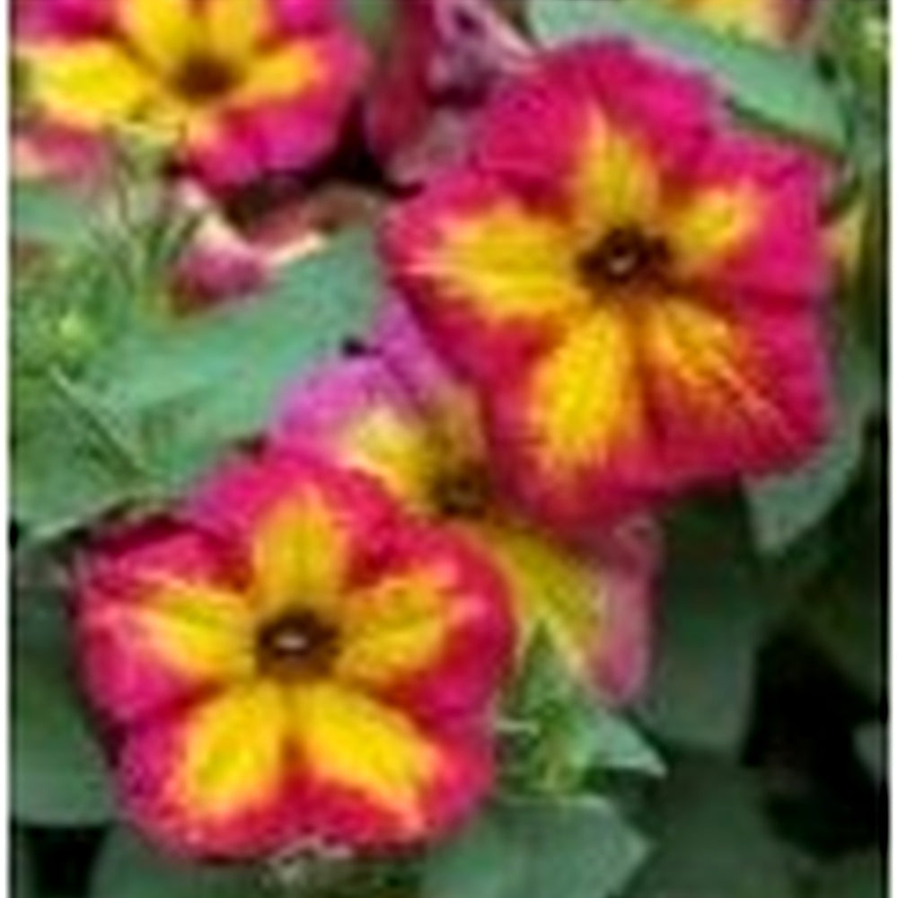 Purple Yellow Petunia Flower Seeds for Planting [neera-v5-2c06b0a98c472d121693]