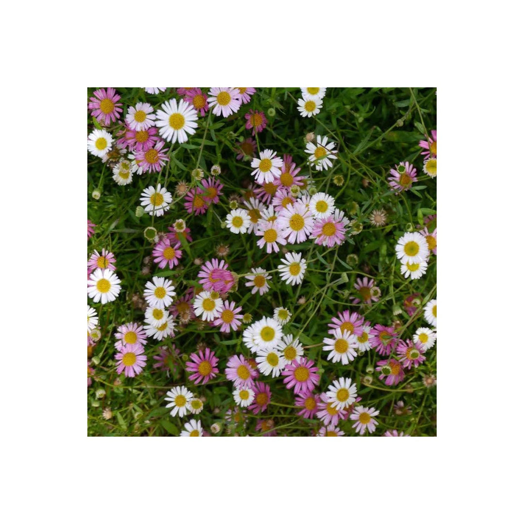 Heirloom Non Gmo Santa Barbara Flower For Planting Vibrant Ornamental Blooms For Garden Landscapes [neera-v5-2c0a8477c75267bd9743]
