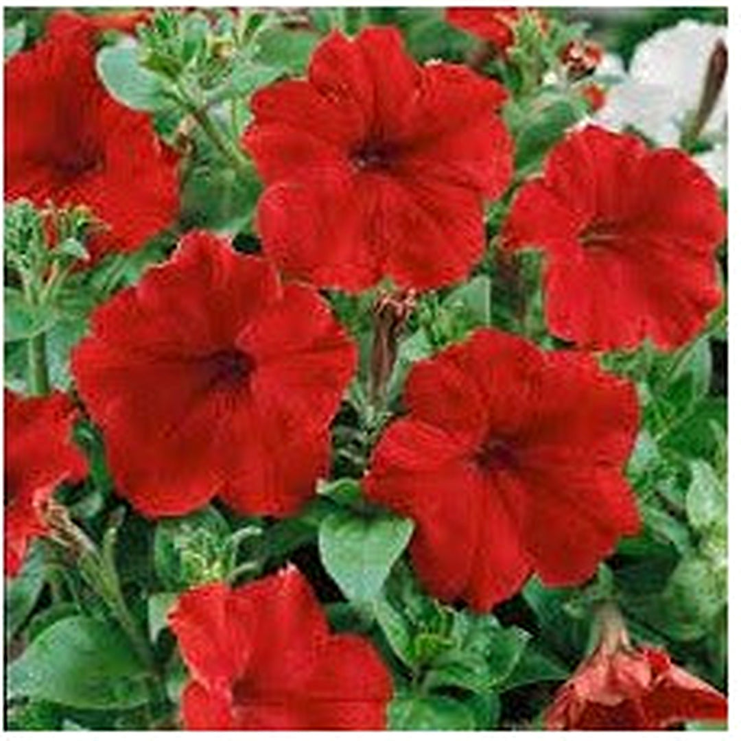 Red Petunia Hanging Flower Seeds for Planting [neera-v5-2c0d1ddba2867dfa2b2f]