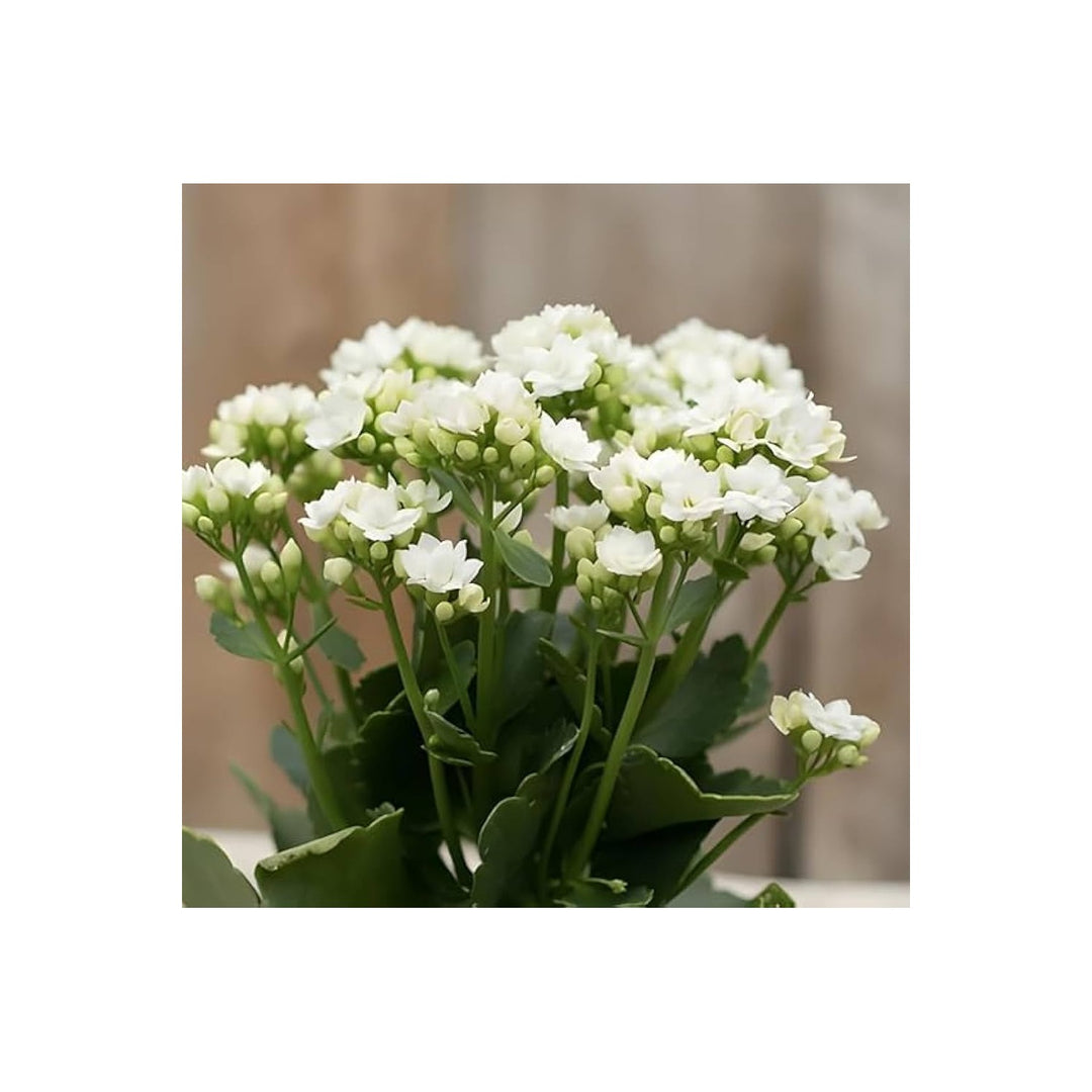 White Organic Kalanchoe Flower Planting Heirloom Non Gmo Flower Seeds Home Garden Planting, [neera-v5-2c1198de5096d4ffcc28]
