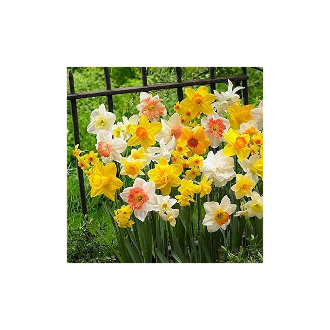 Daffodil Narcissus Pseudonarcissus Double Petal Aquatic Flower For Planting Ideal For Moist Garden [neera-v5-2c11ad258dc7491d5d75]