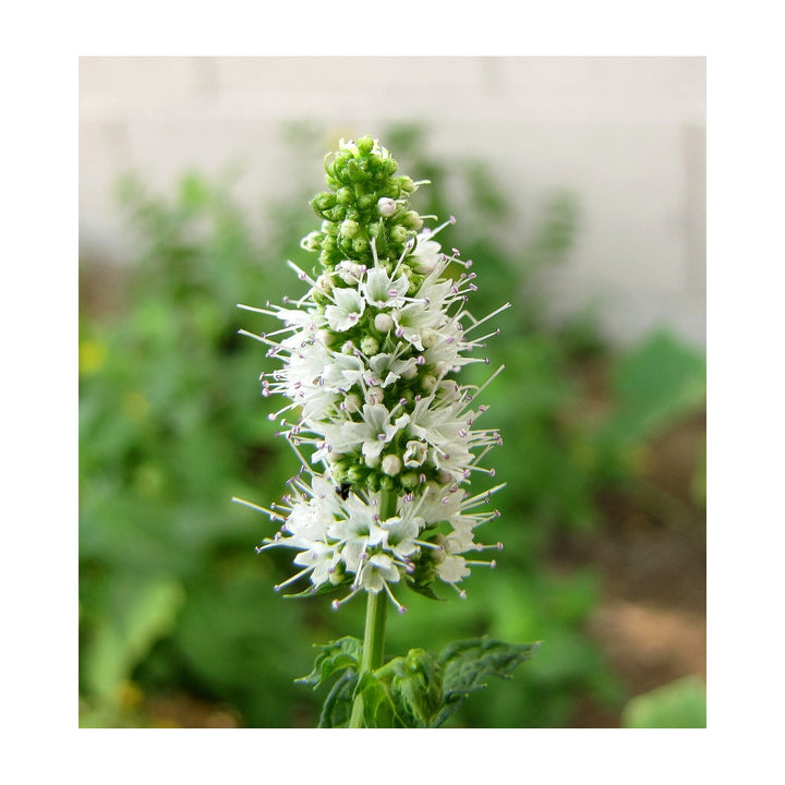 Heirloom Mint Flower Non Gmo Fragrant Herb Blooms Culinary And Garden Planting Flower Seeds [neera-v5-2c291b35b8de4ad6f7bf]