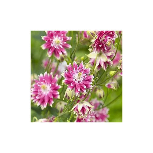 Nora Barlow Columbine For Elegant Double Blooms Flower Seeds for Home Garden Planting, Decorative [neera-v5-2c2f666c11ab2477a63c]