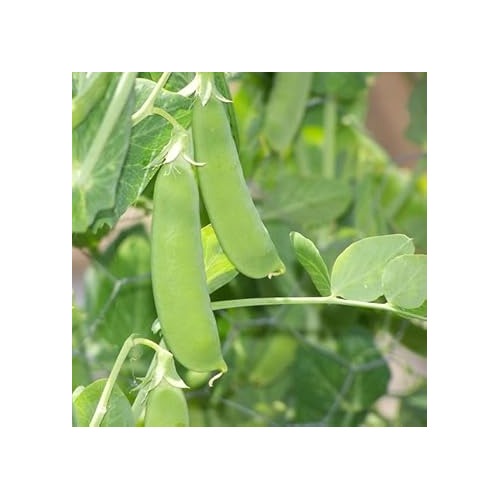 Snow Pea Vegetable Seeds for Planting [neera-v5-2c359f3a6e4c10b7eba7]
