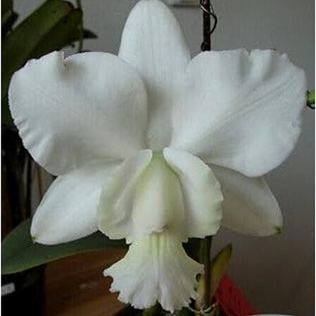 White Cattleya Flower Seeds [neera-v5-2c39e7b3270743b87c15]