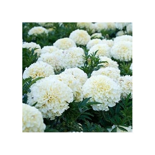 White Marigold Flower Seeds for Planting [neera-v5-2c3f88e9442d31a123f1]