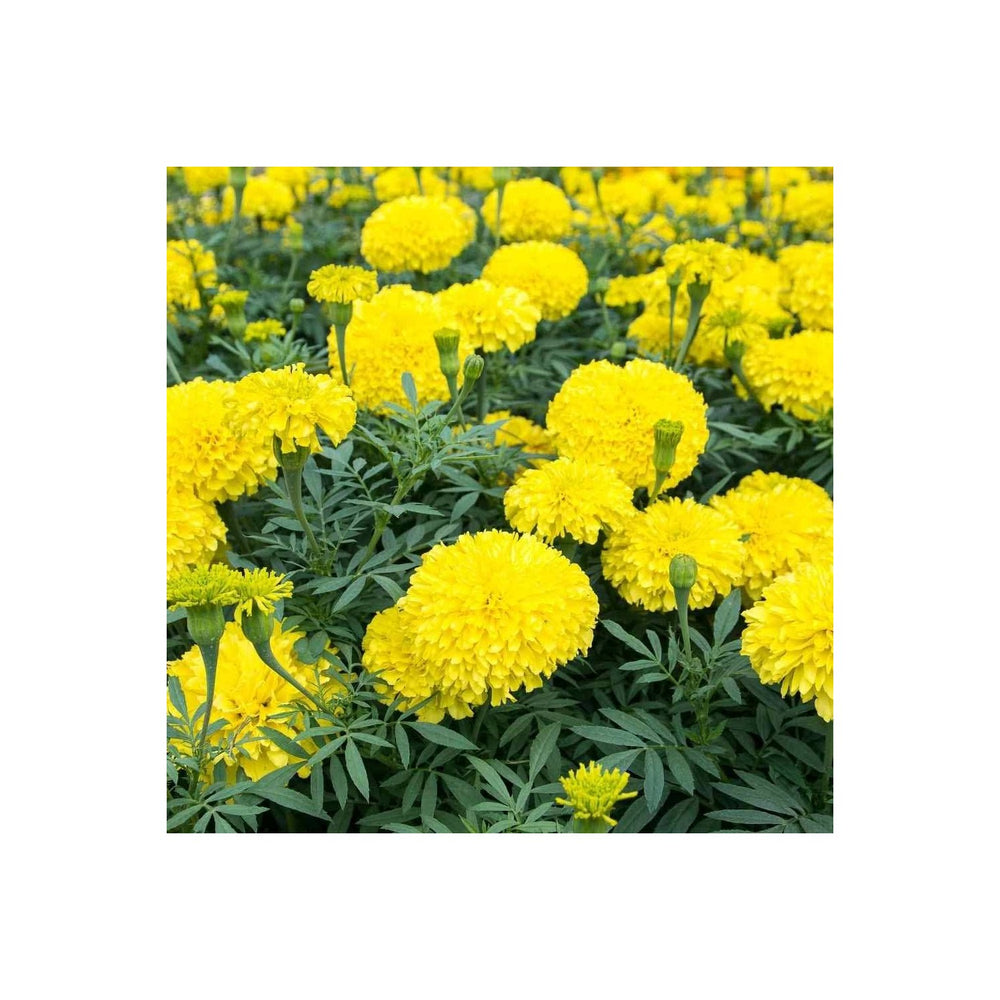 Heirloom Non Gmo Marigold Flower Garden Planting Bright Colorful Blooms Flower Seeds Home [neera-v5-2c449c2651c6af80a672]