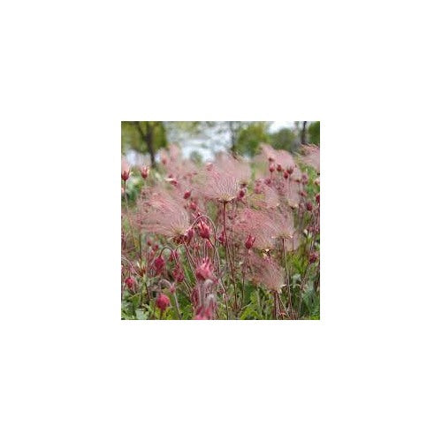 Prairie Flower Seeds for Planting [neera-v5-2c45720ac2e136e85363]