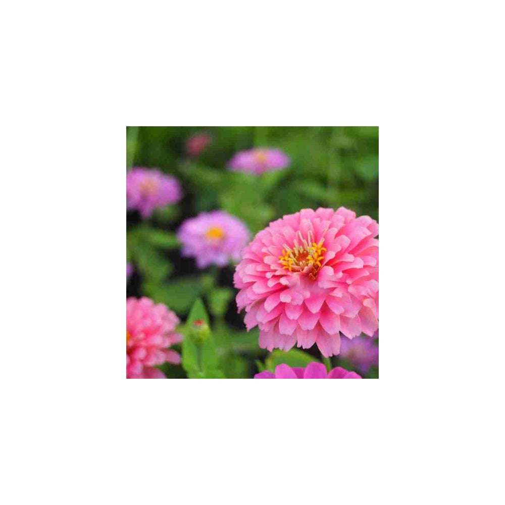 Pink Zinnia Flower For Planting Light Blooms Non Gmo Heirloom Flower Seeds for Home Garden [neera-v5-2c466ee8849f6167dea3]