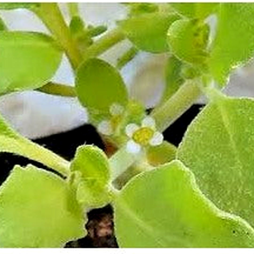 Anastatica Hierochuntica (Rose of Jericho) Seeds [neera-v5-2c46b82a65647b8a094a]