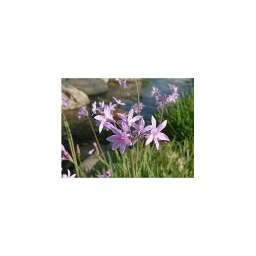 Tulbaghia Flower For Planting Fresh Organic Heirloom Non Gmo Society Garlic Flower Seeds for Home [neera-v5-2c4c21ea5fac329da622]