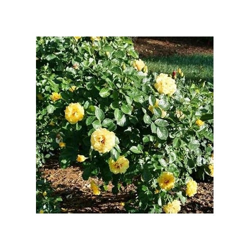 Light Yellow Climbing Rose Flower Seeds for Planting [neera-v5-2c5d7d13e19ba8c72f01]