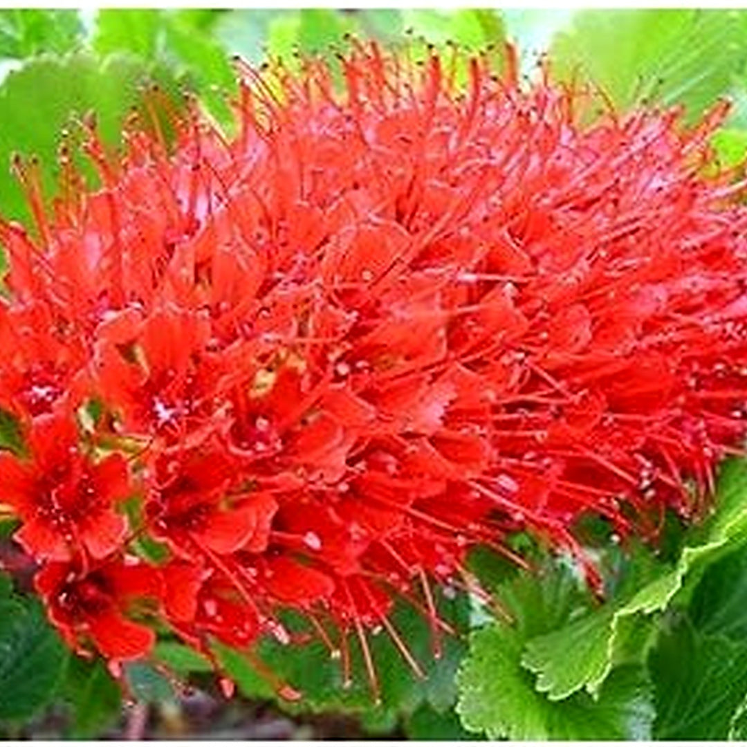 ]Greyia Sutherlandii Flower Seeds [neera-v5-2c5da5db4a9d01b49dff]