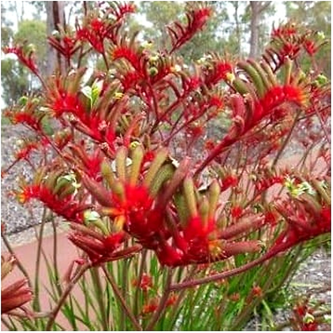Heirloom Anigozanthos Flower Seeds, Non-GMO Kangaroo Paw Blooms for Exotic Garden Planting [neera-v5-2c5e379ce91cf3ed936a]