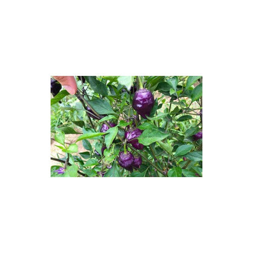 UFO Pepper Seeds for Vegetable Planting [neera-v5-2c66d6ecc39a88beb89b]