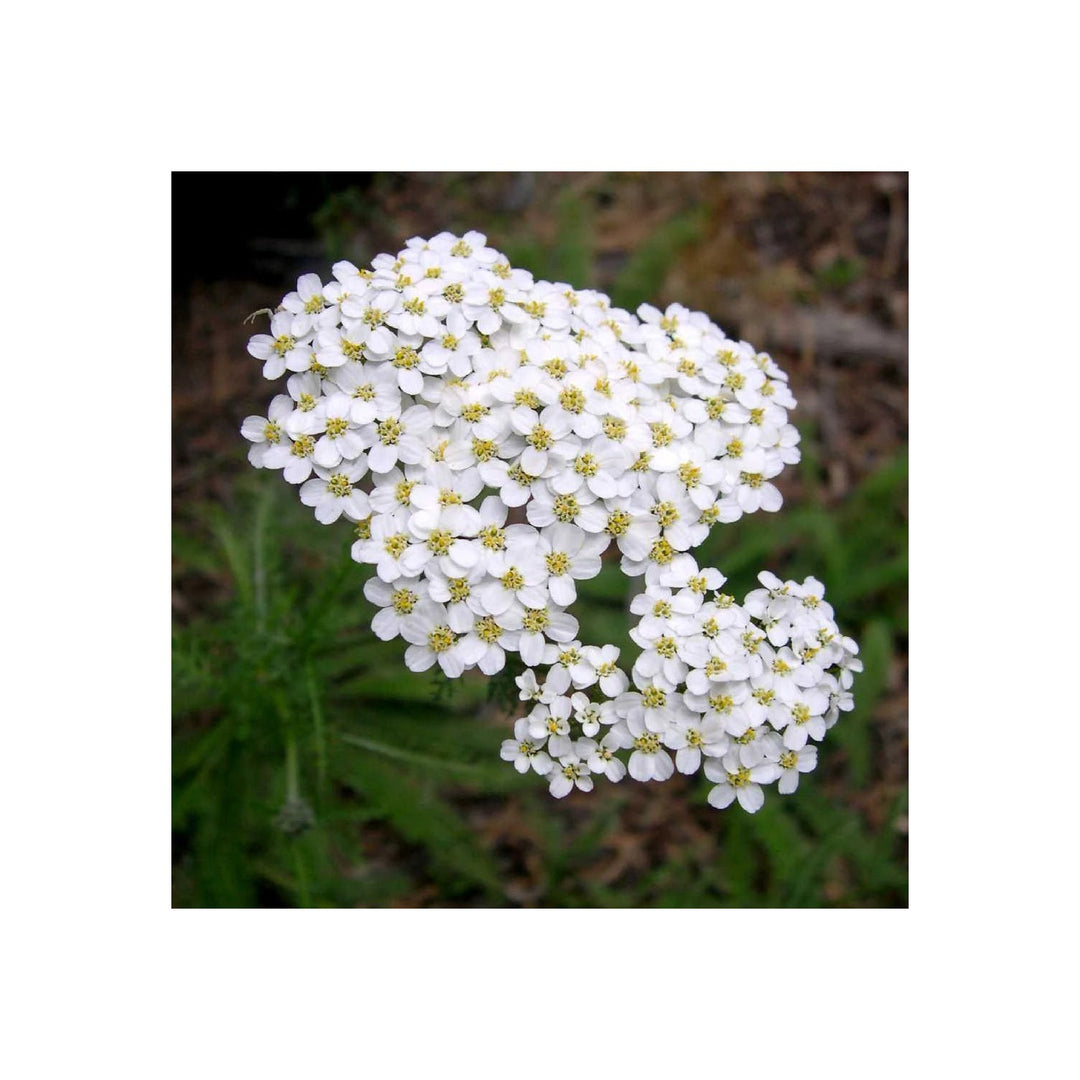 White Heirloom Yarrow Flower Planting Non Gmo Flower Seeds Home Garden Planting, Ornamental [neera-v5-2c77947754bb9a3fc22f]